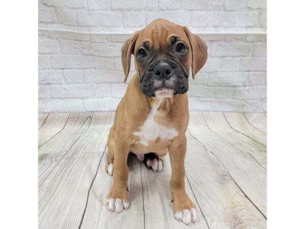 Boxer DOG Male Fawn / White 1727 Petland Gallipolis, OH