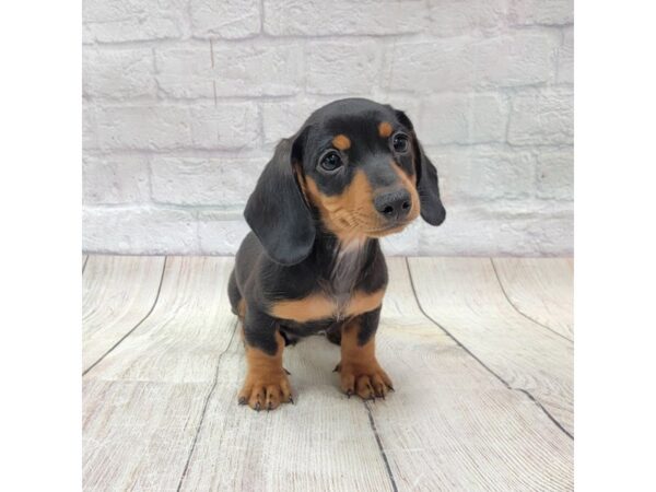 Dachshund DOG Male Black / Tan 1726 Petland Gallipolis, OH