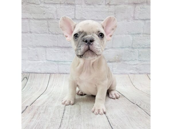 French Bulldog DOG Female Cream 1736 Petland Gallipolis, OH