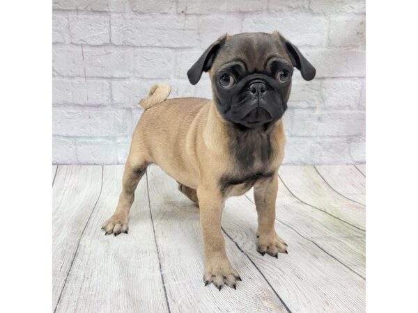 Pug DOG Male Apricot Fawn 1735 Petland Gallipolis, OH