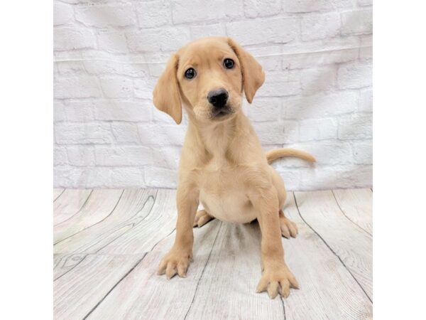 Labrador Retriever DOG Female Yellow 1734 Petland Gallipolis, OH