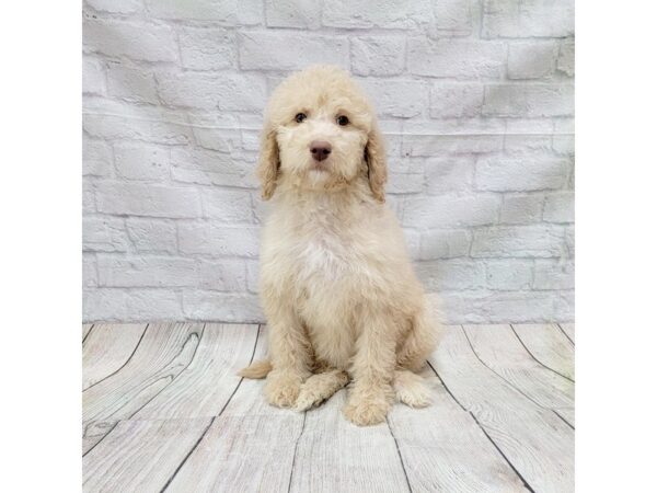 Mini Goldendoodle-DOG-Female-Cream-1733-Petland Gallipolis, OH