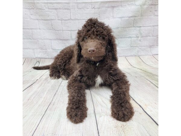 Mini Goldendoodle DOG Male Chocolate 1732 Petland Gallipolis, OH