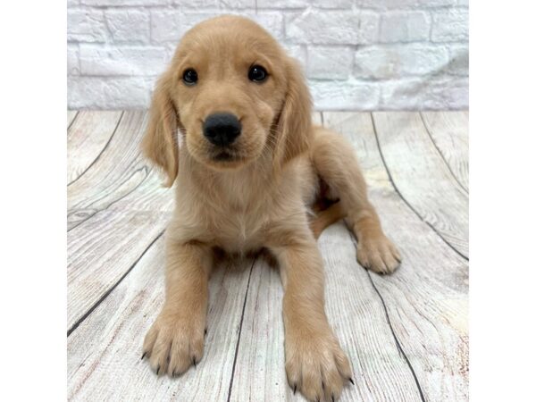 Golden Retriever DOG Male Golden 1739 Petland Gallipolis, OH