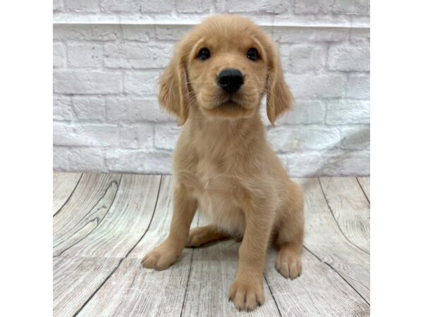 Golden Retriever-DOG-Male-Golden-1738-Petland Gallipolis, OH