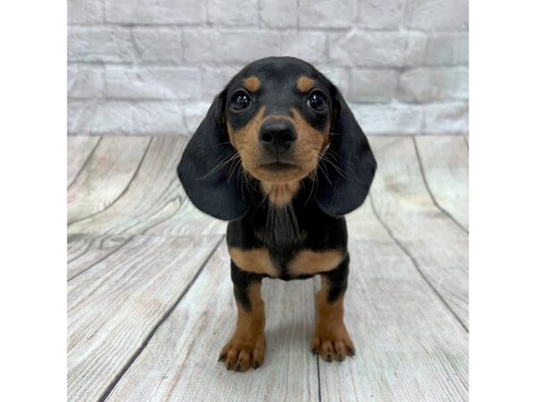 Dachshund DOG Female Black / Tan 1737 Petland Gallipolis, OH