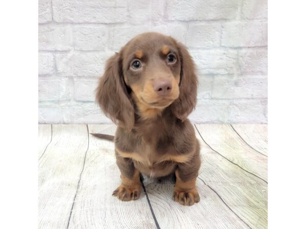 Dachshund DOG Male Chocolate / Tan 1741 Petland Gallipolis, OH