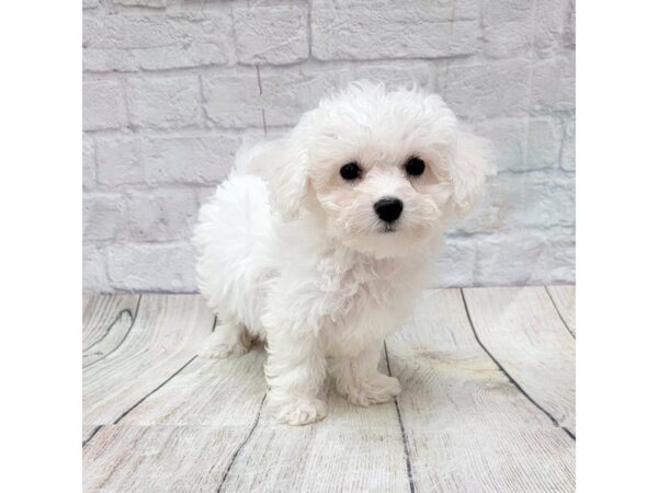 Bichon Frise DOG Female White 1742 Petland Gallipolis, OH