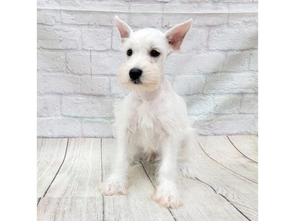 Miniature Schnauzer DOG Male White 1743 Petland Gallipolis, OH