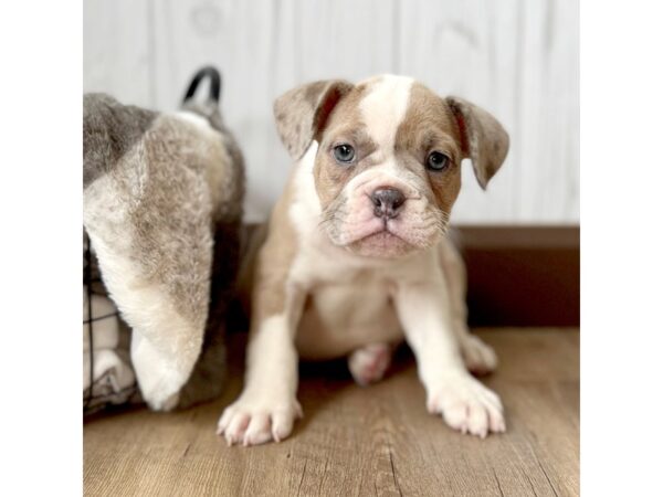 Olde English Bulldog-DOG-Male-Blue Merle-1754-Petland Gallipolis, OH