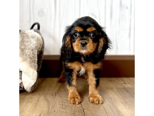 Cavalier King Charles Spaniel DOG Male Black / Tan 1753 Petland Gallipolis, OH