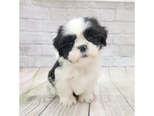 Teddy Bear-DOG-Male-Brindle / White-1747-Petland Gallipolis, OH