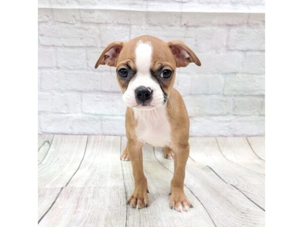 Boston Terrier DOG Female Brown / White 1752 Petland Gallipolis, OH