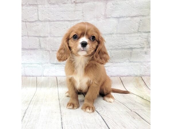 Cavalier King Charles Spaniel DOG Female Ruby 1751 Petland Gallipolis, OH