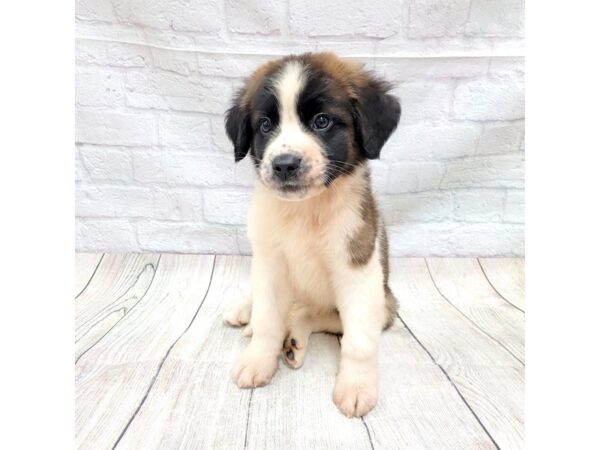 Saint Bernard DOG Male Brown / White 1748 Petland Gallipolis, OH