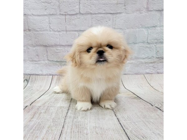 Pekingese-DOG-Male-Cream-1761-Petland Gallipolis, OH