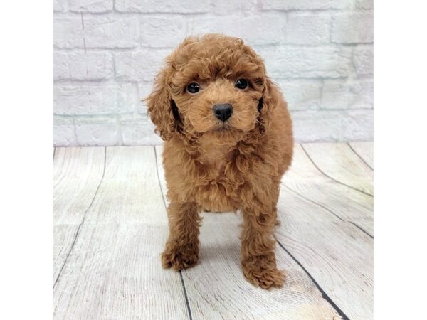 Poodle-DOG-Male-Red-1760-Petland Gallipolis, OH