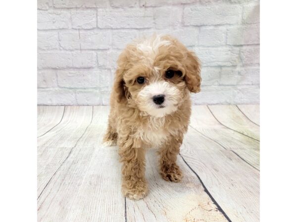 Cavapoo-DOG-Male-Apricot-1759-Petland Gallipolis, OH