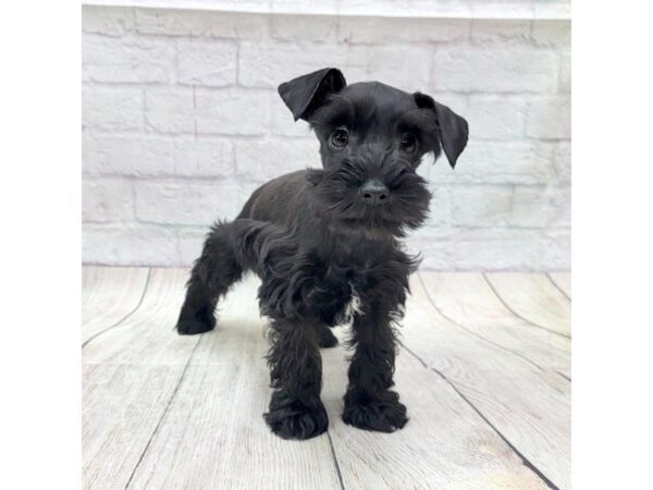 Miniature Schnauzer DOG Female Black 1755 Petland Gallipolis, OH