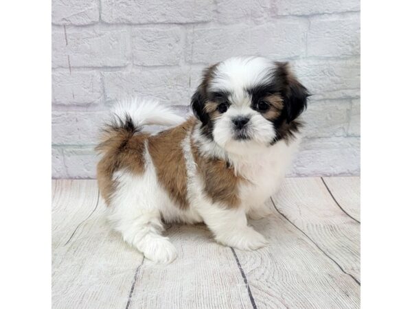 Shih Tzu DOG Male Brown / White 1756 Petland Gallipolis, OH