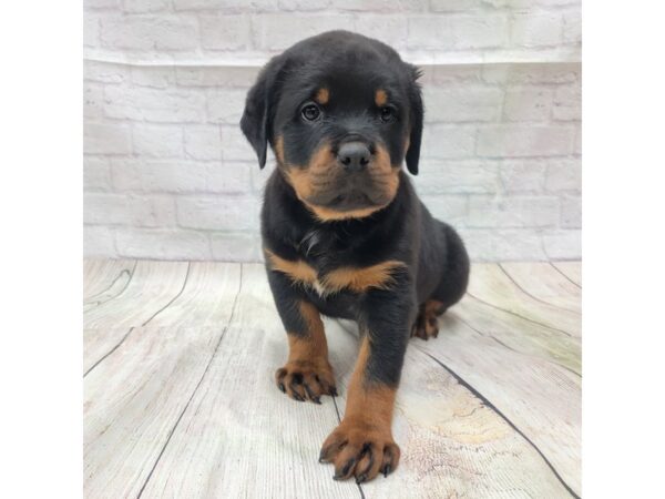 Rottweiler-DOG-Male-Black / Tan-1757-Petland Gallipolis, OH