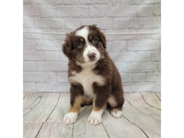 Miniature American Shepherd DOG Male Red Tan / White 1758 Petland Gallipolis, OH