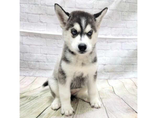 Siberian Husky DOG Female Black & White 1765 Petland Gallipolis, OH