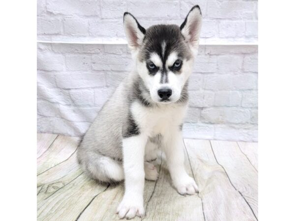 Siberian Husky DOG Male Black & White 1764 Petland Gallipolis, OH