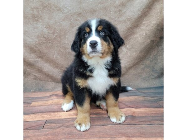 Bernese Mountain Dog DOG Male Tri 1763 Petland Gallipolis, OH