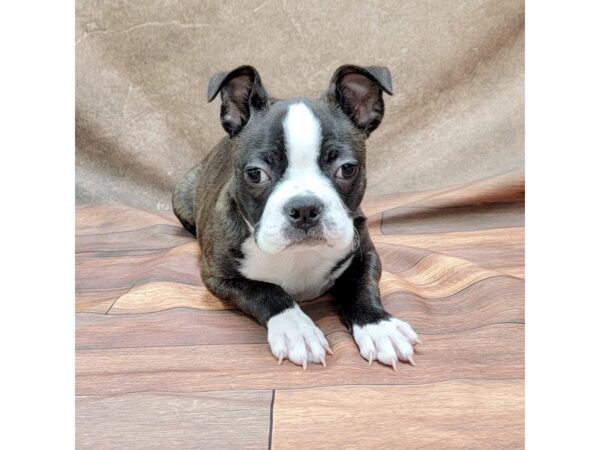 Boston Terrier DOG Male Black / White 1750 Petland Gallipolis, OH