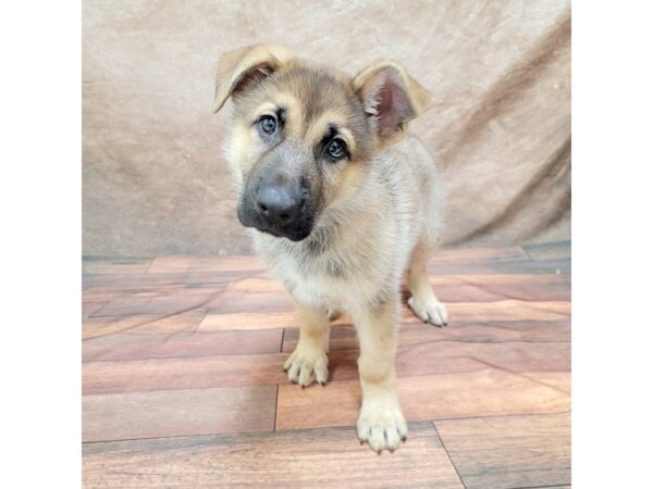 German Shepherd-DOG-Male-Sable-1766-Petland Gallipolis, OH