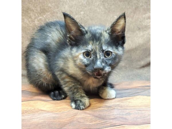 Domestic Short Hair-CAT-Female-Tortoiseshell-1776-Petland Gallipolis, OH