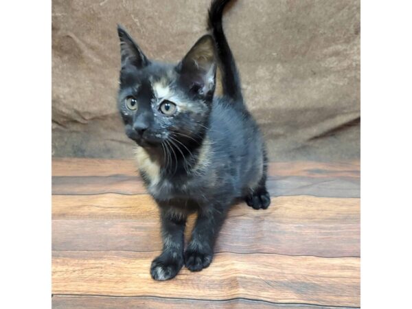 Domestic Short Hair-CAT-Female-Tortoiseshell-1775-Petland Gallipolis, OH