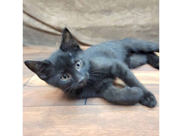 Domestic Short Hair CAT Male Black 1774 Petland Gallipolis, OH