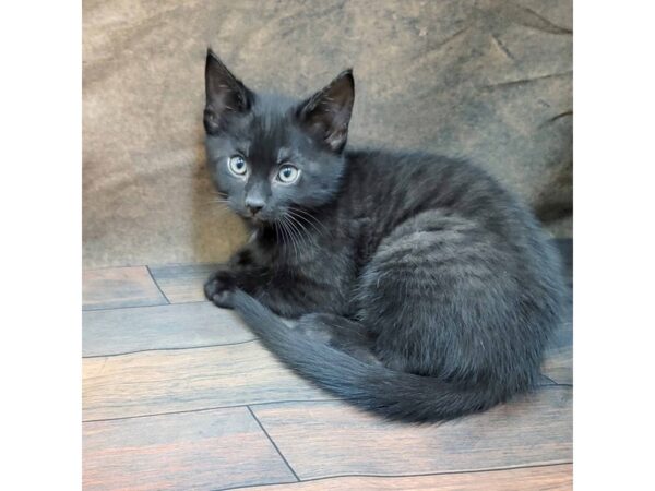 Domestic Short Hair-CAT-Male-Black-1773-Petland Gallipolis, OH