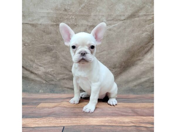 French Bulldog DOG Female Cream 1772 Petland Gallipolis, OH