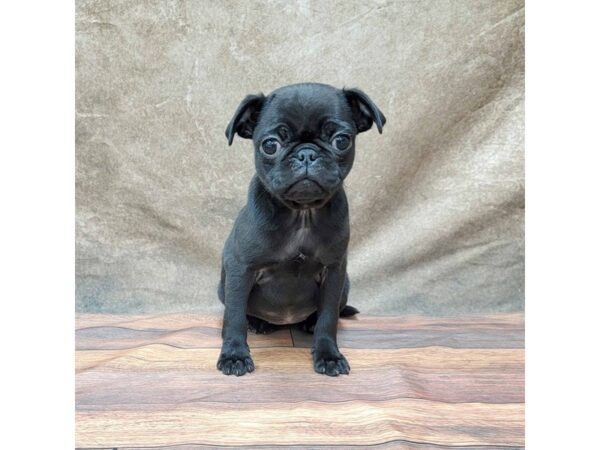 Pug DOG Female Black 1770 Petland Gallipolis, OH