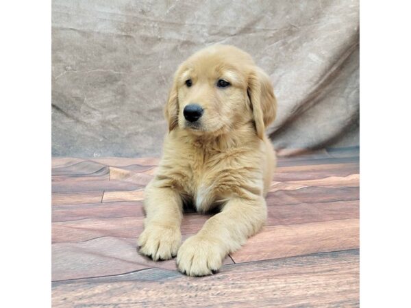 Golden Retriever DOG Female Golden 1769 Petland Gallipolis, OH