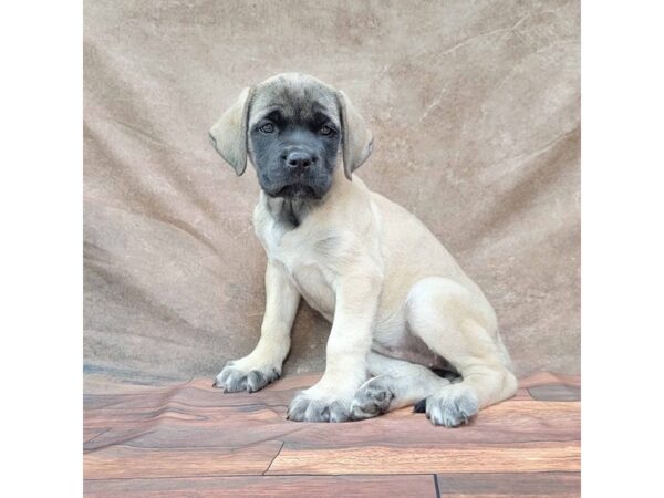 Mastiff DOG Female Fawn 1768 Petland Gallipolis, OH