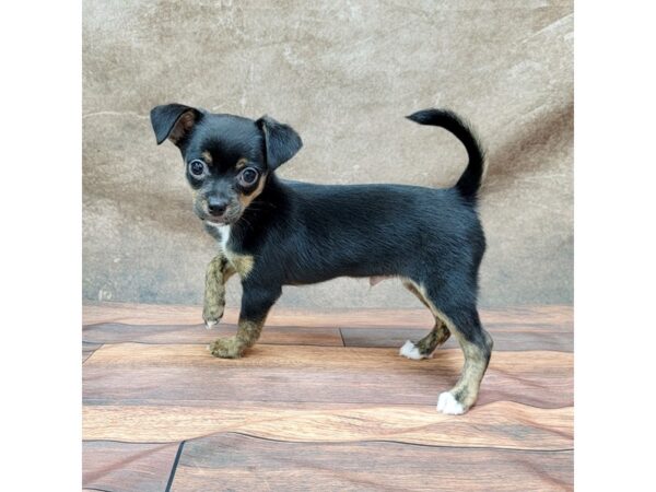 Chihuahua-DOG-Male-Black / Tan-1787-Petland Gallipolis, OH