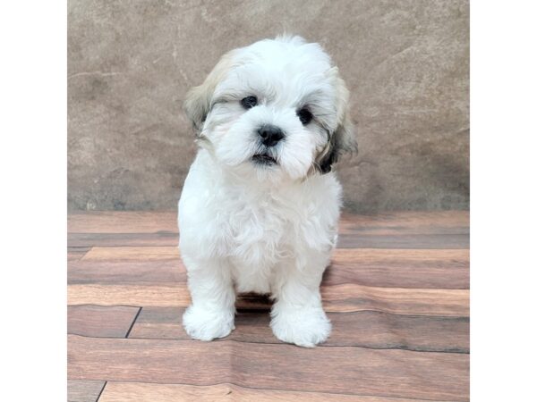 Shih Tzu DOG Male Brown / White 1786 Petland Gallipolis, OH