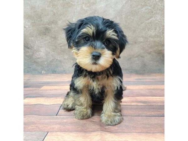 Yorkiepoo DOG Male Black / Tan 1785 Petland Gallipolis, OH