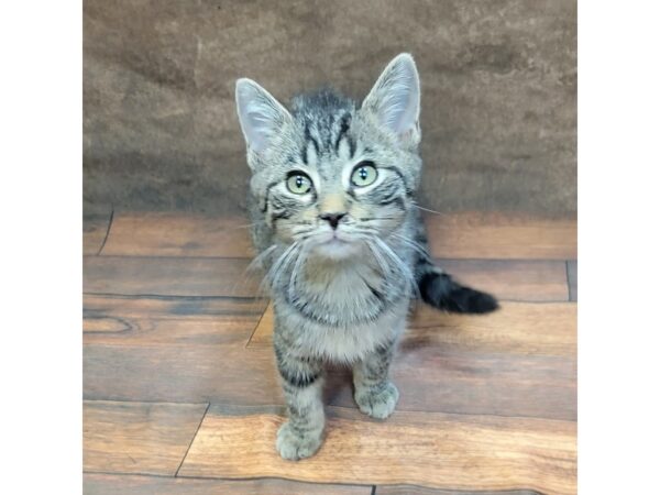 Domestic Short Hair-CAT-Male-Tabby-1784-Petland Gallipolis, OH