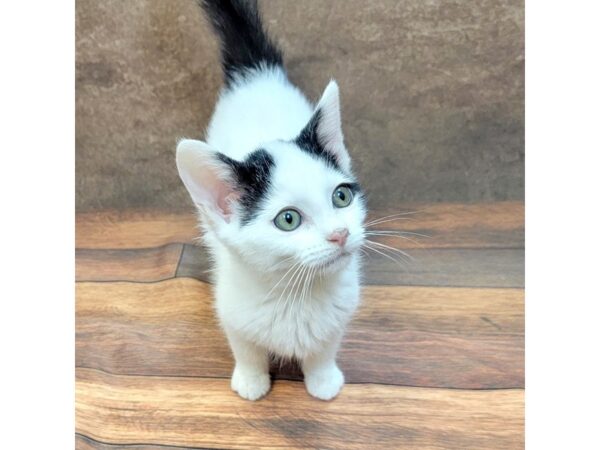 Domestic Short Hair-CAT-Female-Black & White-1783-Petland Gallipolis, OH