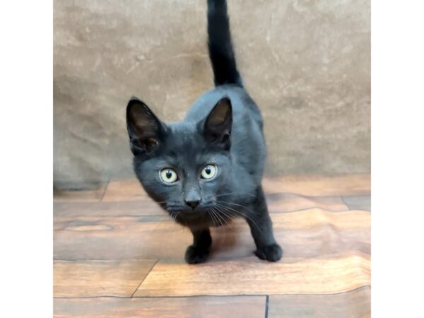 Domestic Short Hair-DOG-Female-Black-1782-Petland Gallipolis, OH