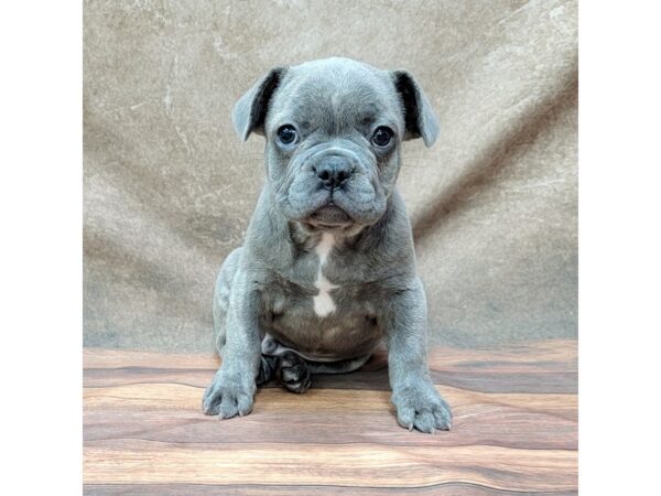 French Bulldog DOG Male Blue Brindle 1781 Petland Gallipolis, OH