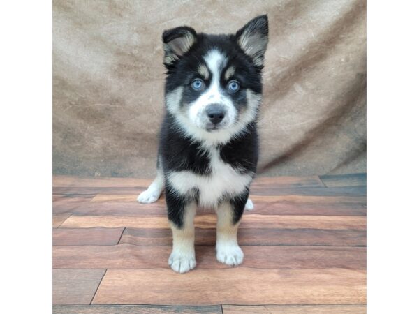 Pomsky DOG Female Tri 1780 Petland Gallipolis, OH