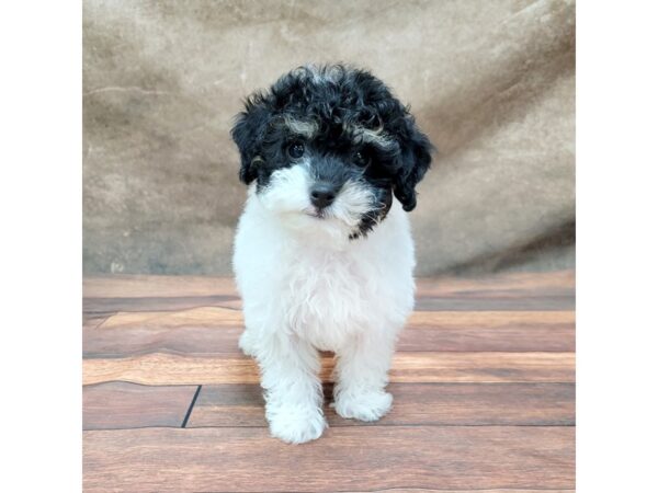 Miniature Poodle-DOG-Female-Tri-1779-Petland Gallipolis, OH