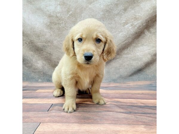 Golden Retriever DOG Male Golden 1778 Petland Gallipolis, OH