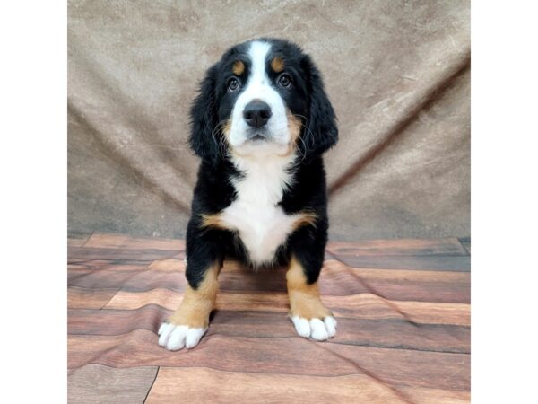 Bernese Mountain Dog DOG Female Tri 1777 Petland Gallipolis, OH